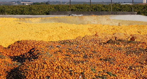 Balsa de secado de los restos de naranja. Los cítricos pueden provocar problemas ambientales por los lixiviados que generan.